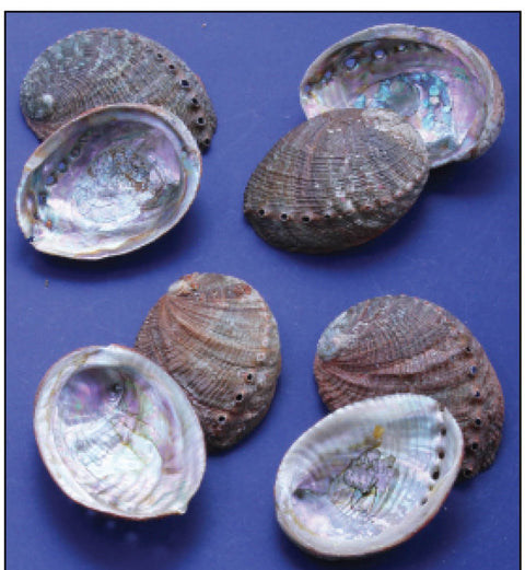 Large Abalone Shell