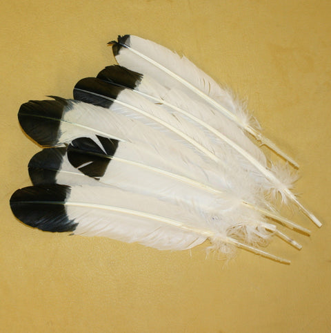 Turkey feather