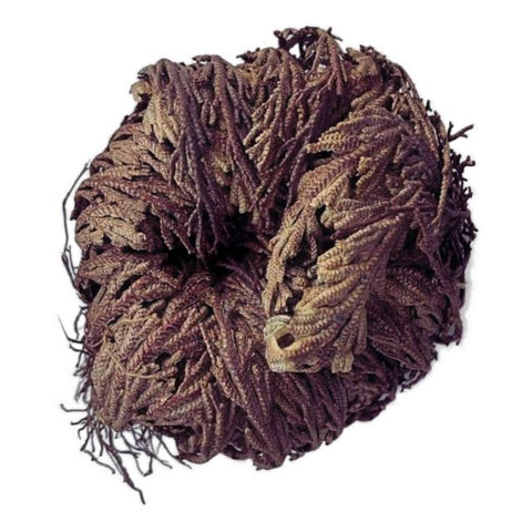 Rose of Jericho