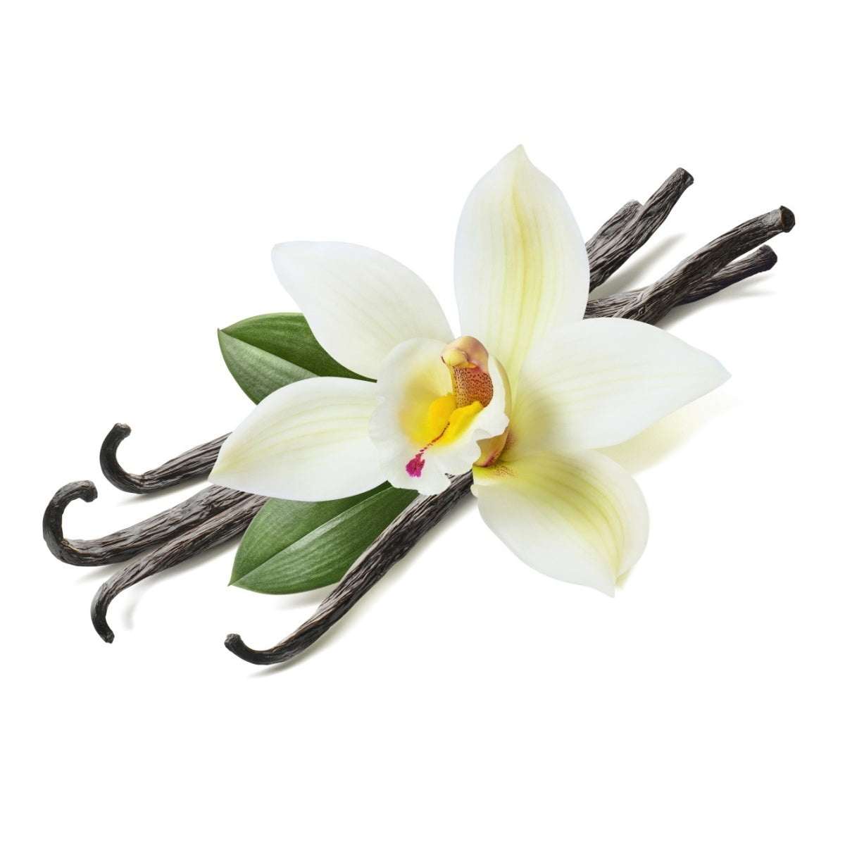 Vanilla, French Oil