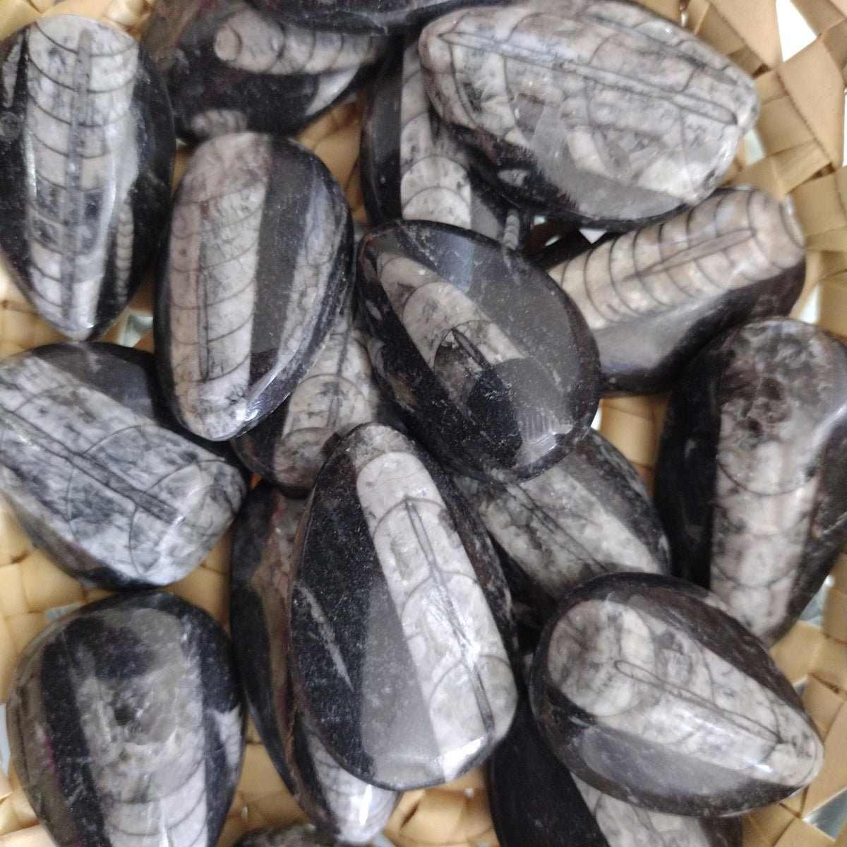 Orthoceras