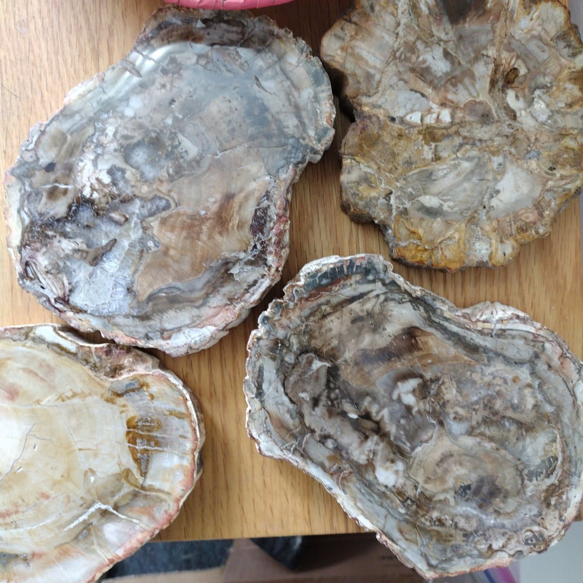 Petrified Wood