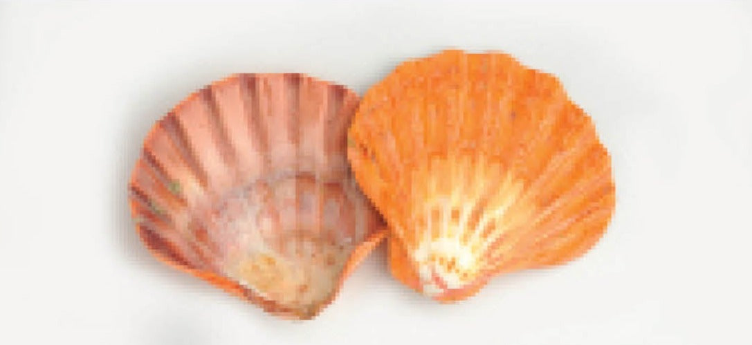Lion's Paw Shell