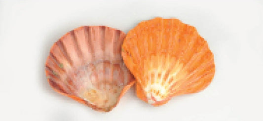 Lion's Paw Shell