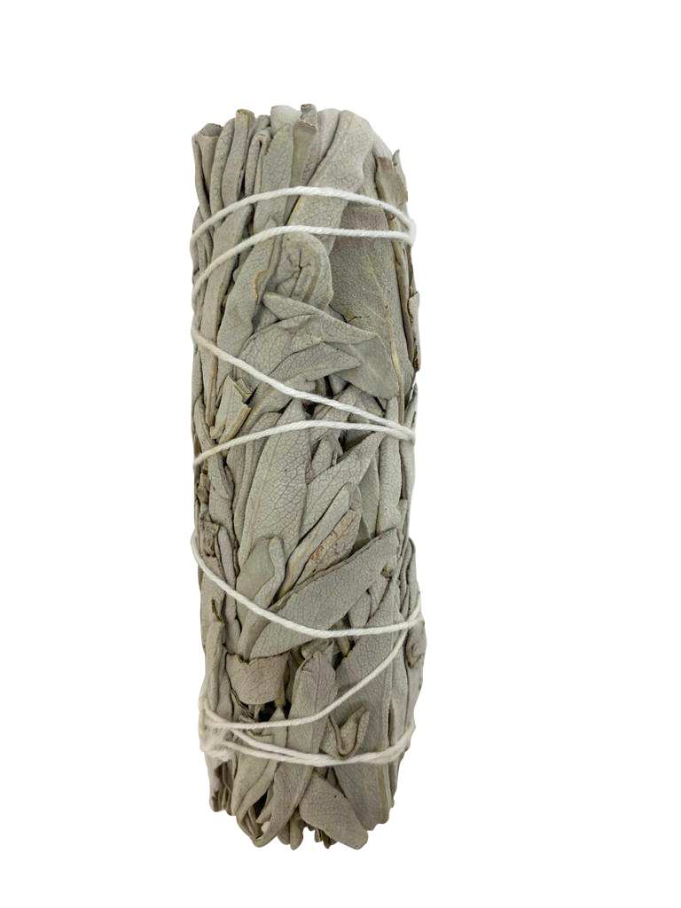 White Sage Plain 4"