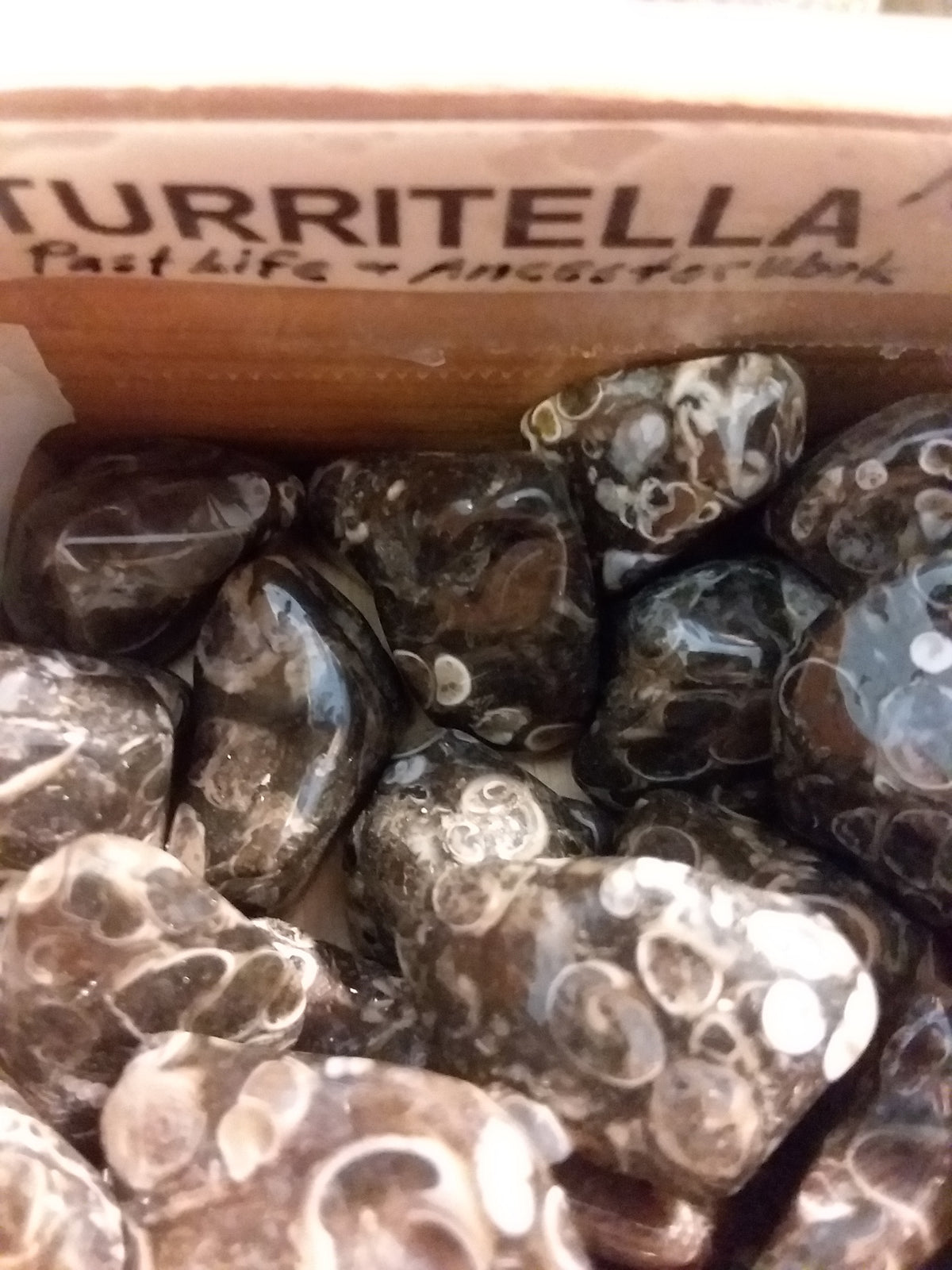 Turritella Fossil